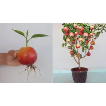 Red Apple plant